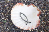 Fish and shell