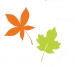 leaves